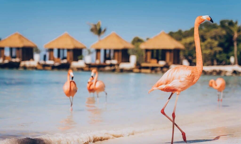 Best Hotels in Aruba - Aruba Renaissance Wind Creek